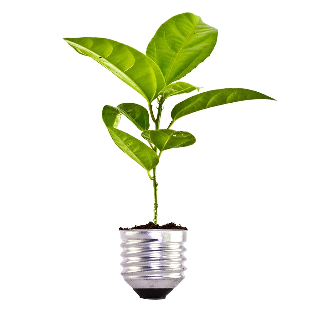 plant-growing-bulb